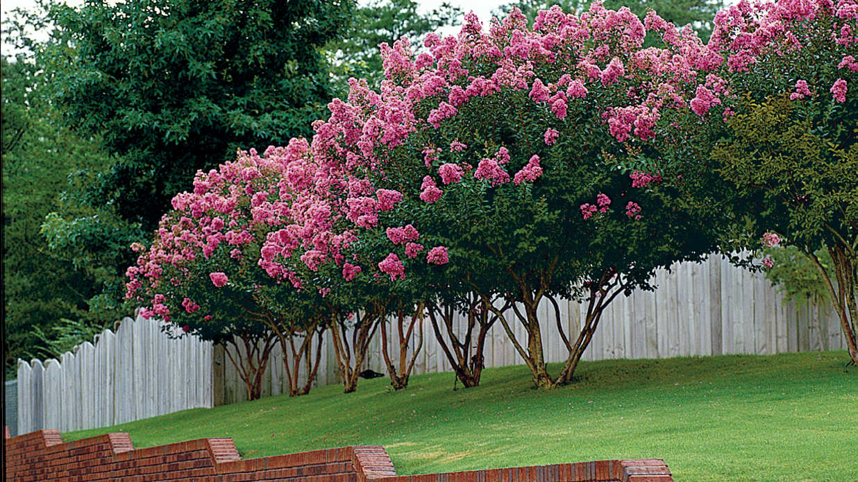 How to Prune Crape Myrtles in the Winter The Masters Lawn Care